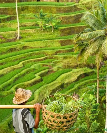 Rizière - Bali Rizière - Bali