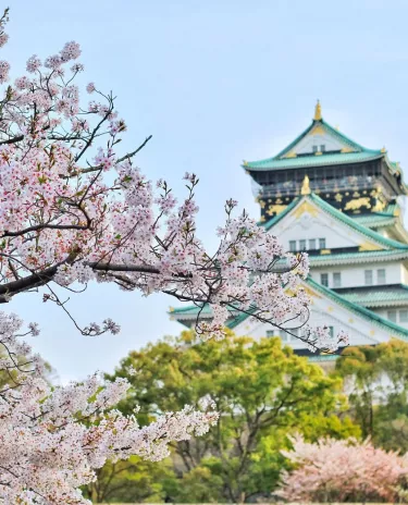 Château d'Osaka Château Osaka Cerisier Japon