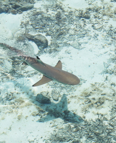 Requin pointe noir