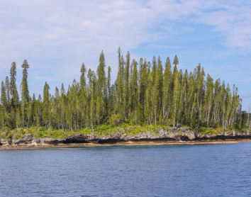 Paysage Maré Sapin Ilôt