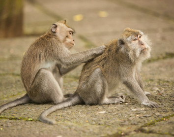 Singes Singes Bali Animaux