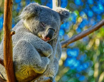 Koala Koala Arbre Parc Brisbane