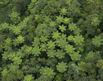 Fougère nature