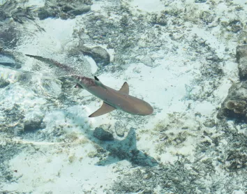 Requin pointe noir