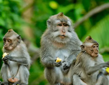 monkey forest bali monkey forest bali