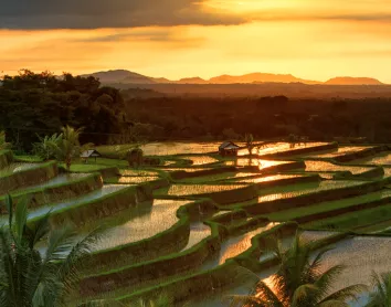 rizières bali rizières bali