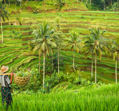 Indo